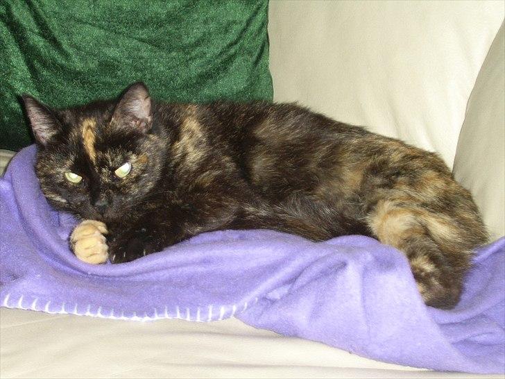 Blanding af racer Didlline billede 15