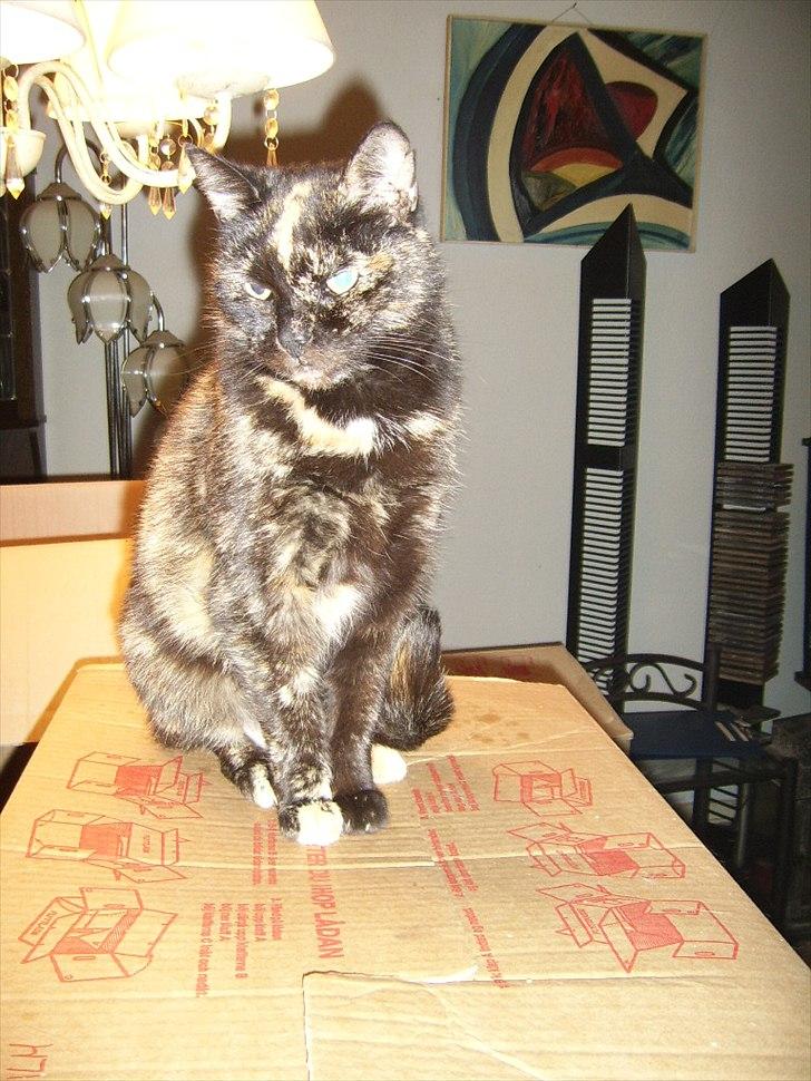 Blanding af racer Didlline billede 16