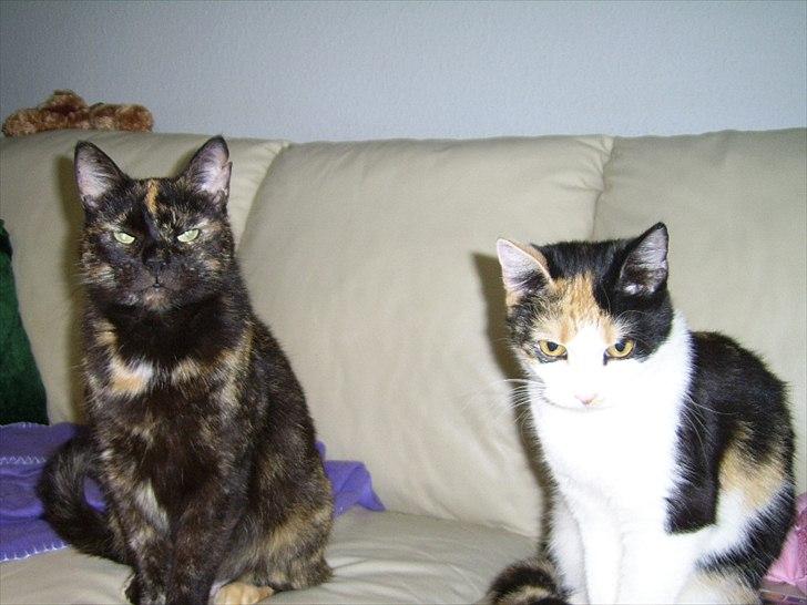 Blanding af racer Didlline billede 17