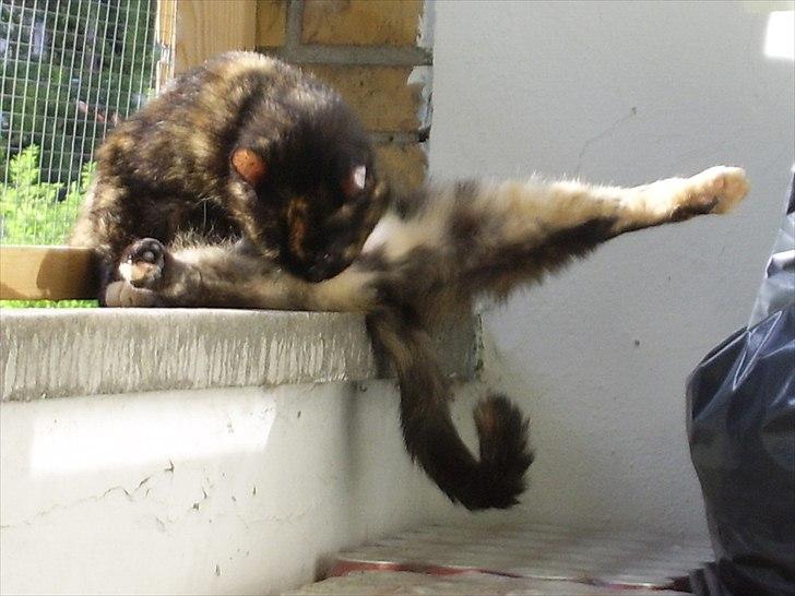 Blanding af racer Didlline billede 18