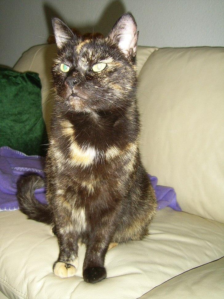 Blanding af racer Didlline billede 19