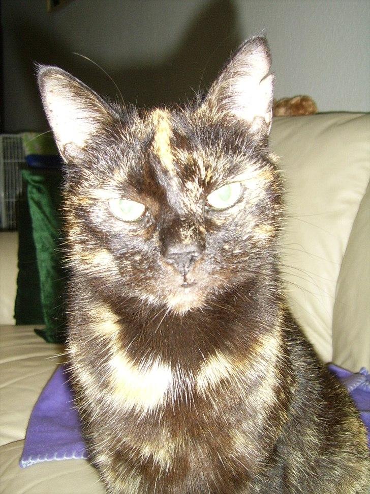 Blanding af racer Didlline billede 20