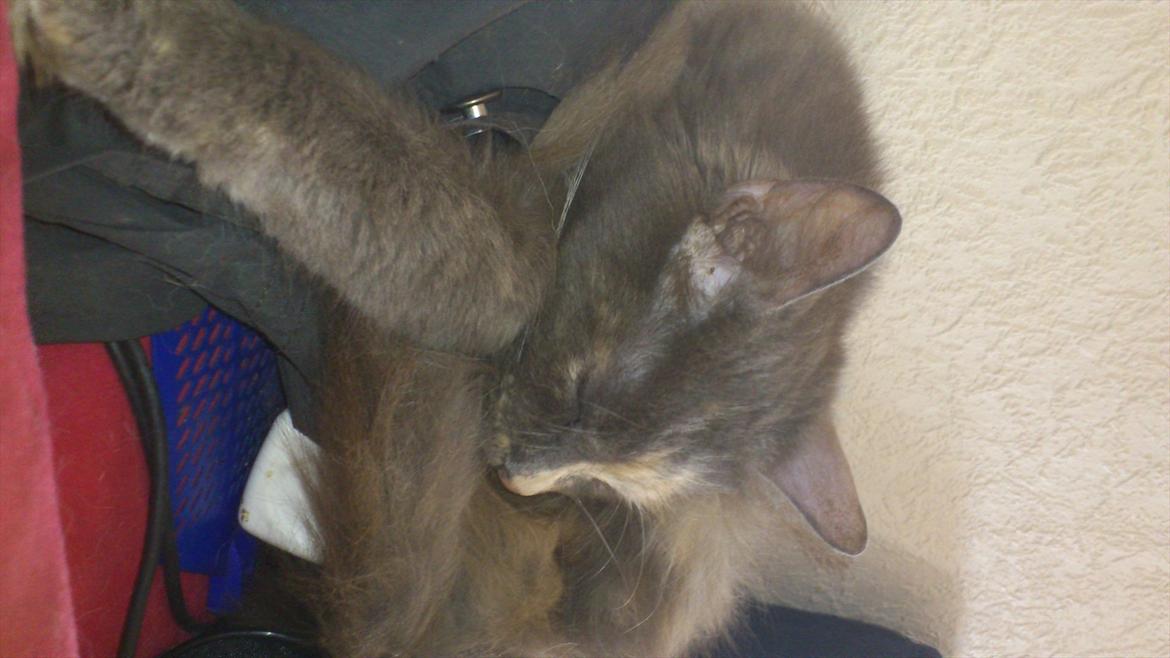 Maine Coon cleopetra / musse billede 9