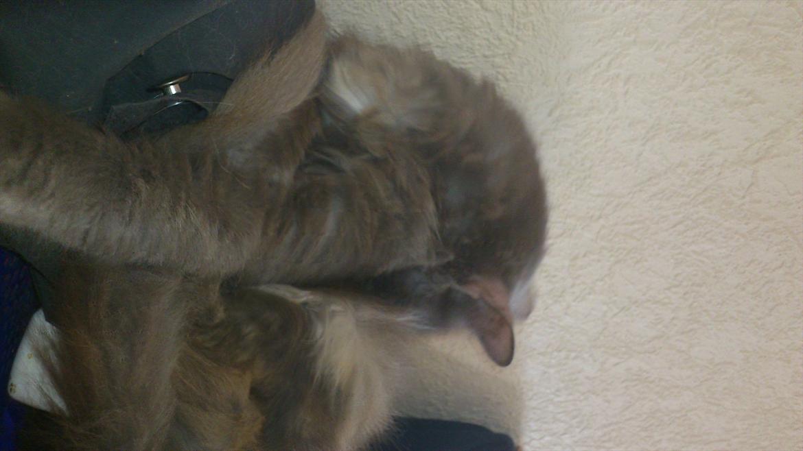 Maine Coon cleopetra / musse billede 10