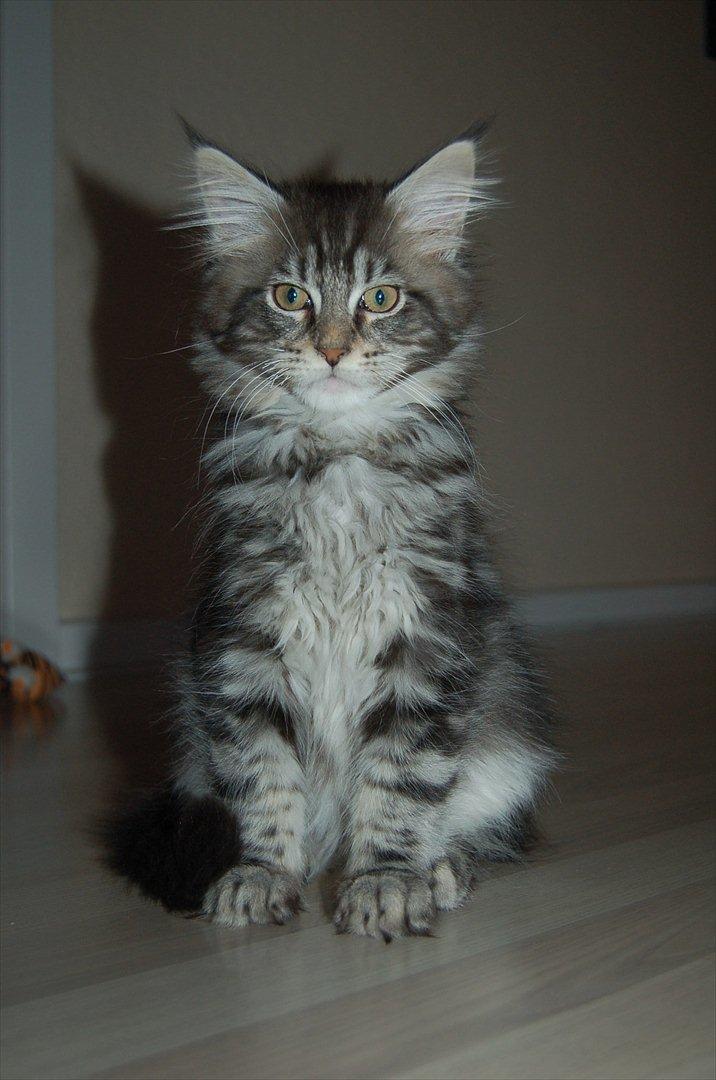 Maine Coon DK AnnahAip Alf - Alf, 13 uger.  billede 1