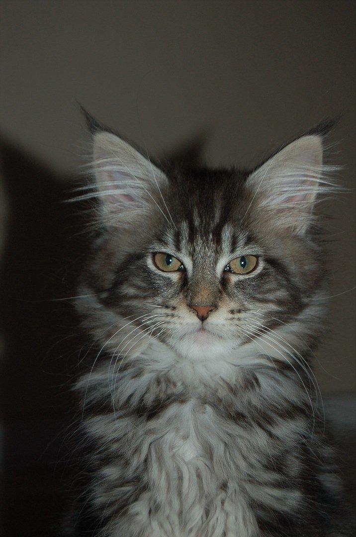 Maine Coon DK AnnahAip Alf billede 2