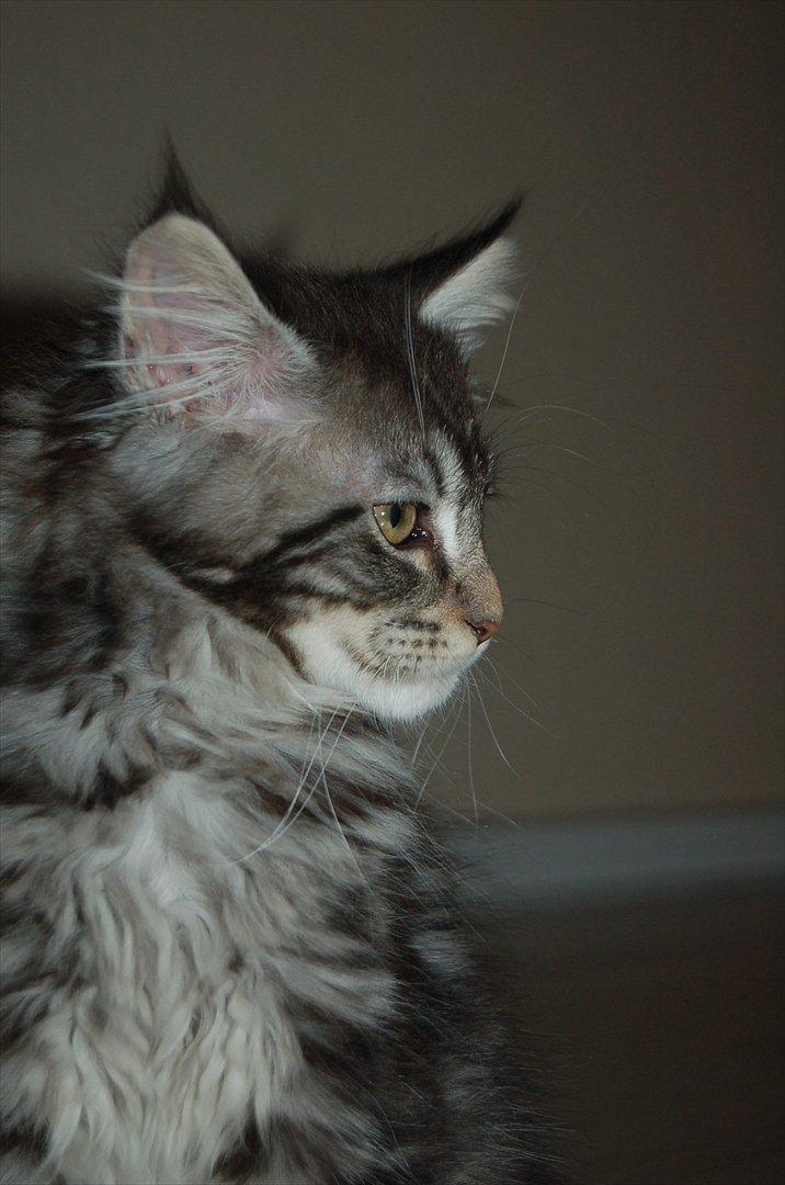 Maine Coon DK AnnahAip Alf billede 3