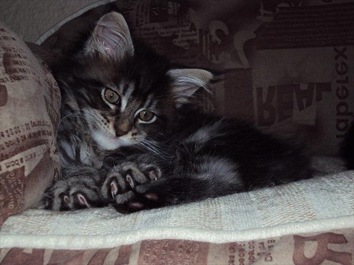 Maine Coon DK AnnahAip Alf - Alf, 10 uger.  billede 4