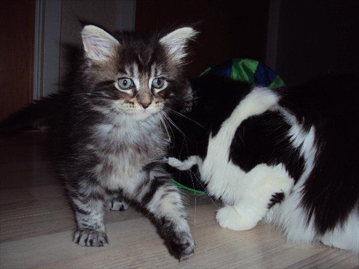 Maine Coon DK AnnahAip Alf billede 5