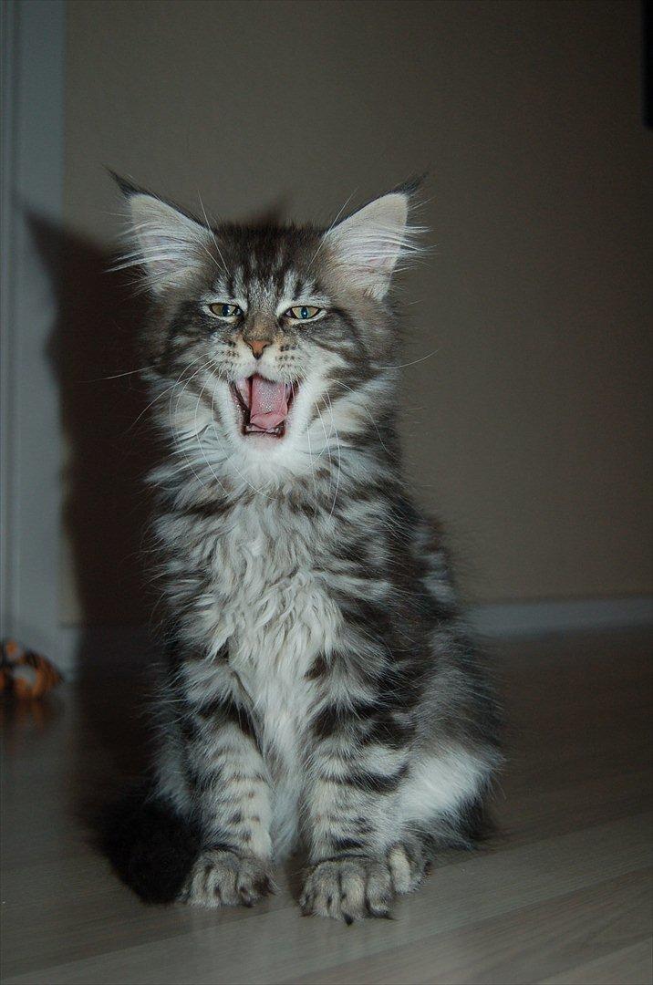 Maine Coon DK AnnahAip Alf - Det er hårdt at få taget billeder.. billede 6