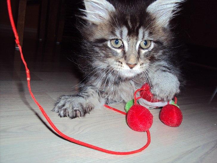 Maine Coon DK AnnahAip Alf billede 7