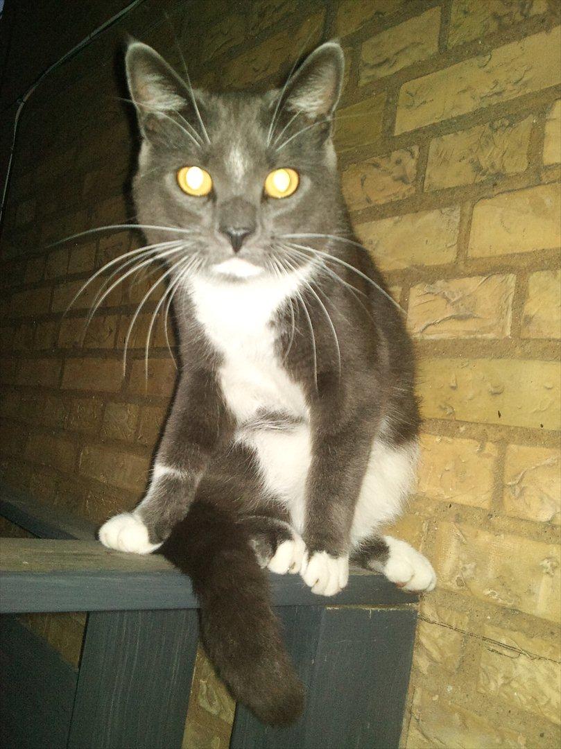 Blanding af racer Sir Bamelot billede 7