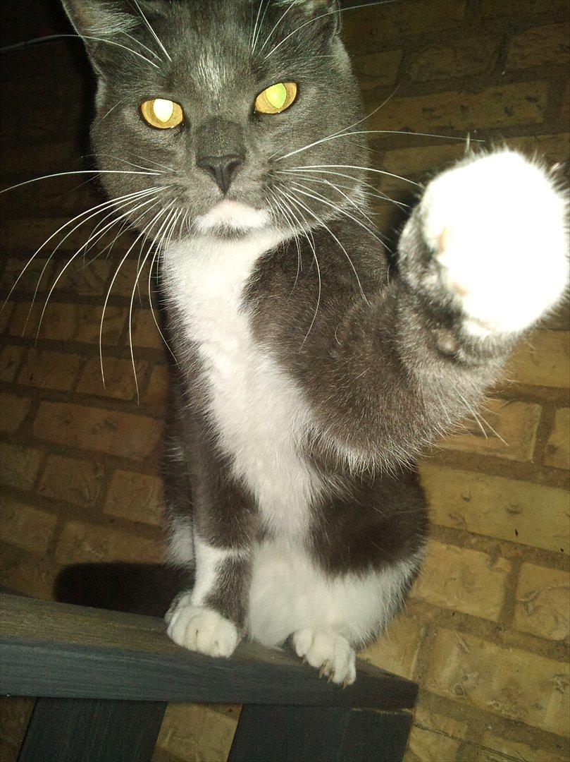 Blanding af racer Sir Bamelot billede 6