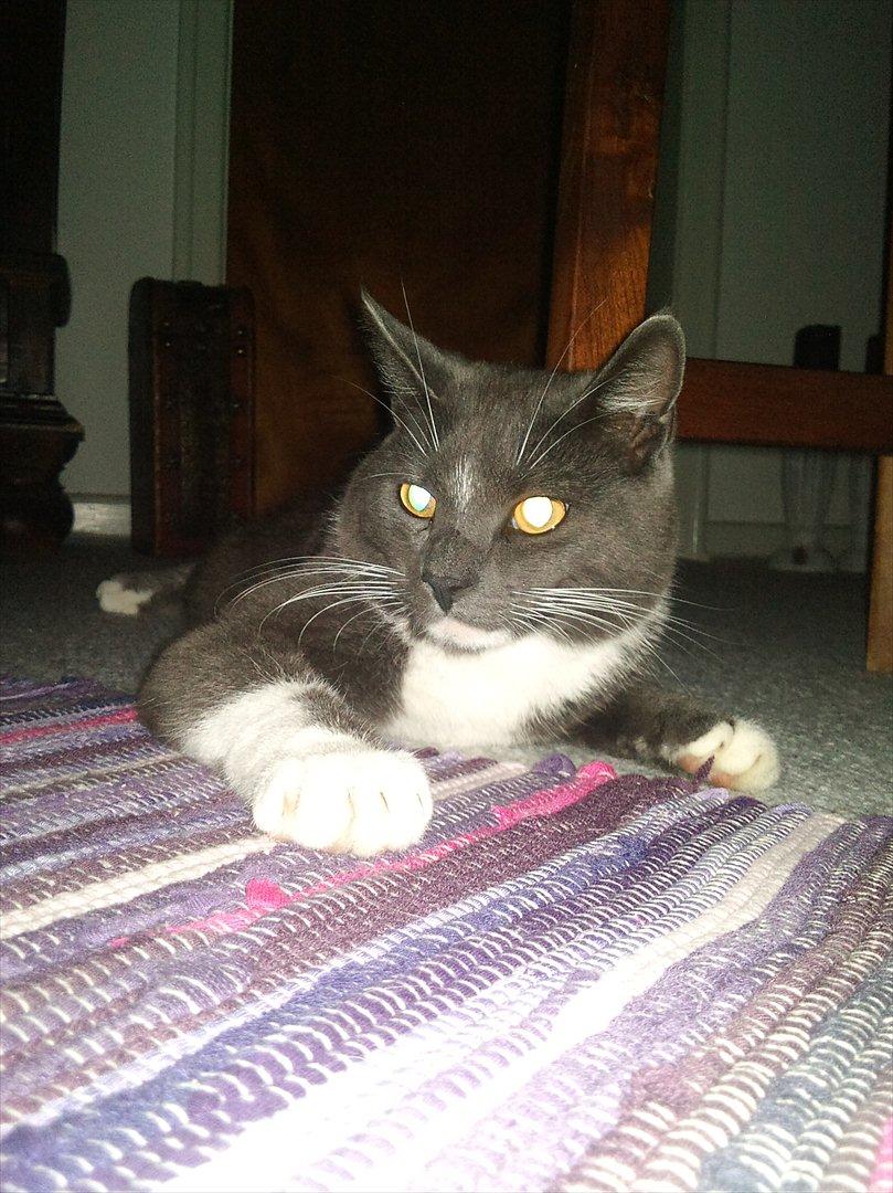 Blanding af racer Sir Bamelot billede 8