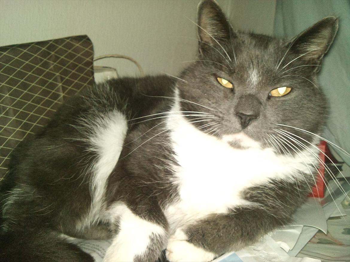 Blanding af racer Sir Bamelot - Han er ikke så skeløjet normalt. Jeg havde lige vækket ham fra hans skønhedssøvn! :-) billede 9