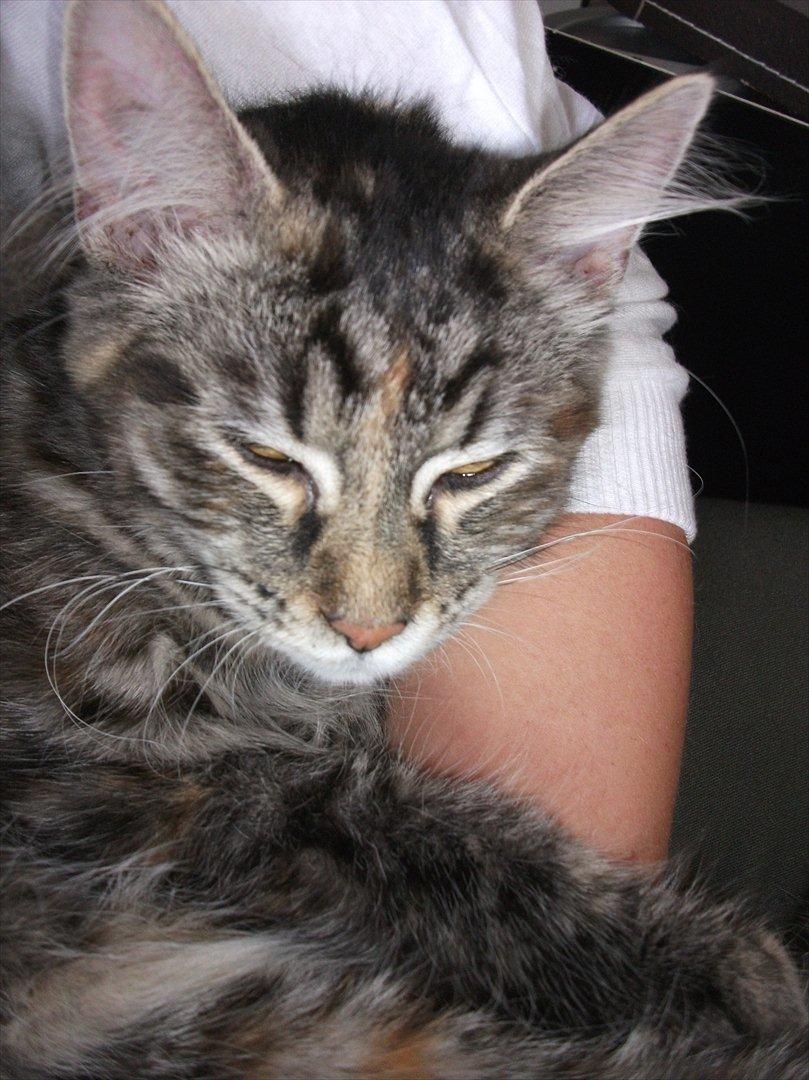 Blanding af racer Martha  billede 12