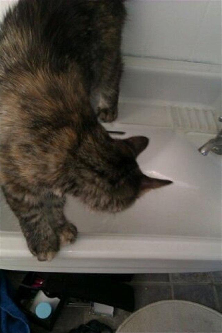 Blanding af racer Martha  billede 13