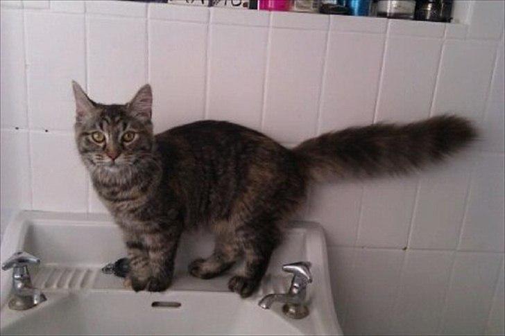 Blanding af racer Martha  billede 14