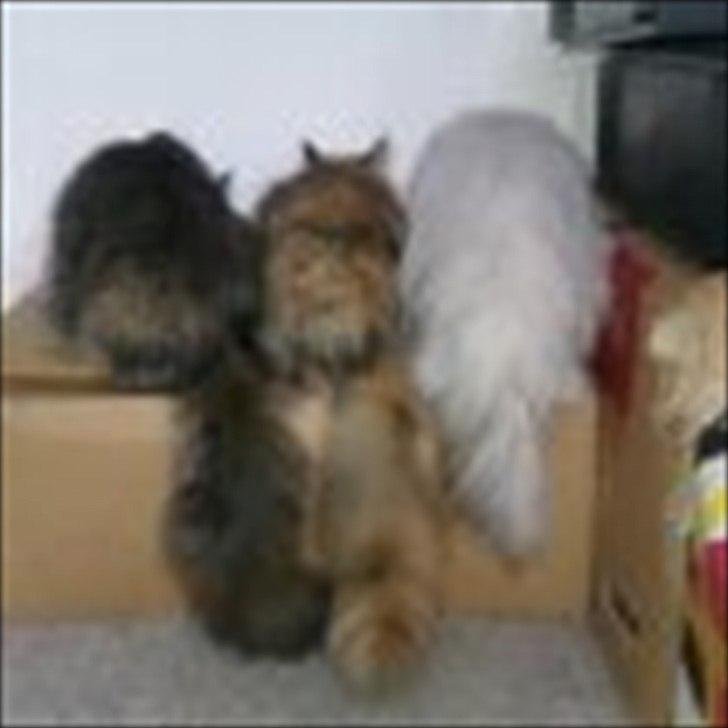 Blanding af racer Martha  billede 15