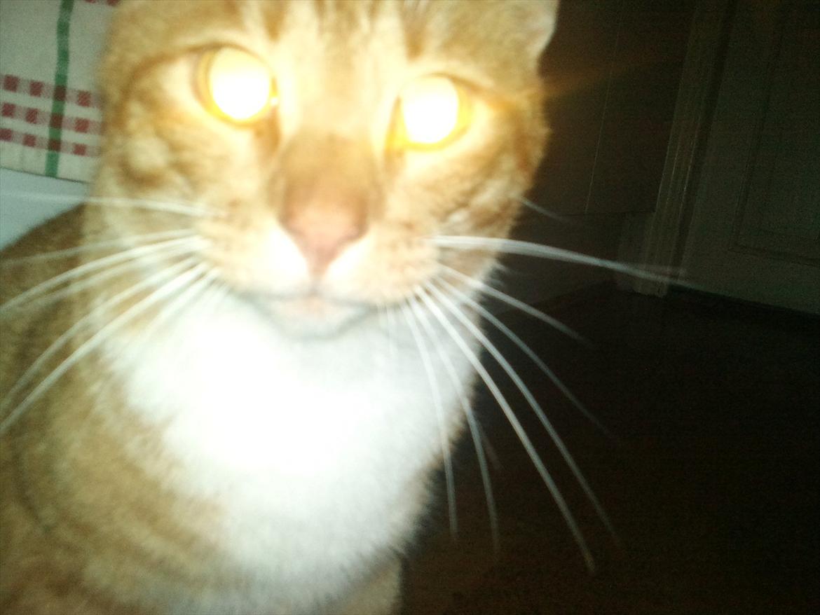 Huskat Pumba billede 1