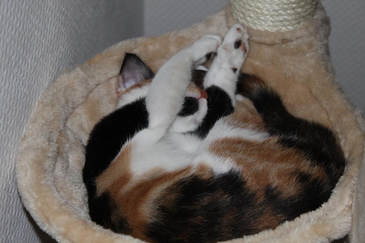 Blanding af racer Liva billede 8