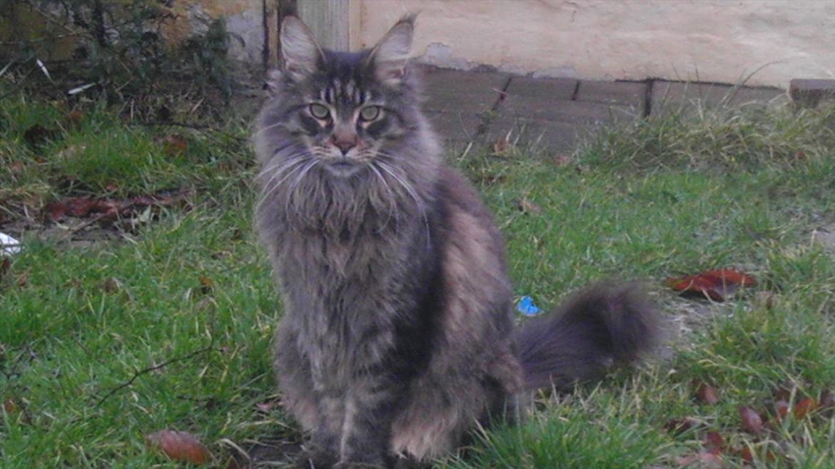 Maine Coon Sam billede 1