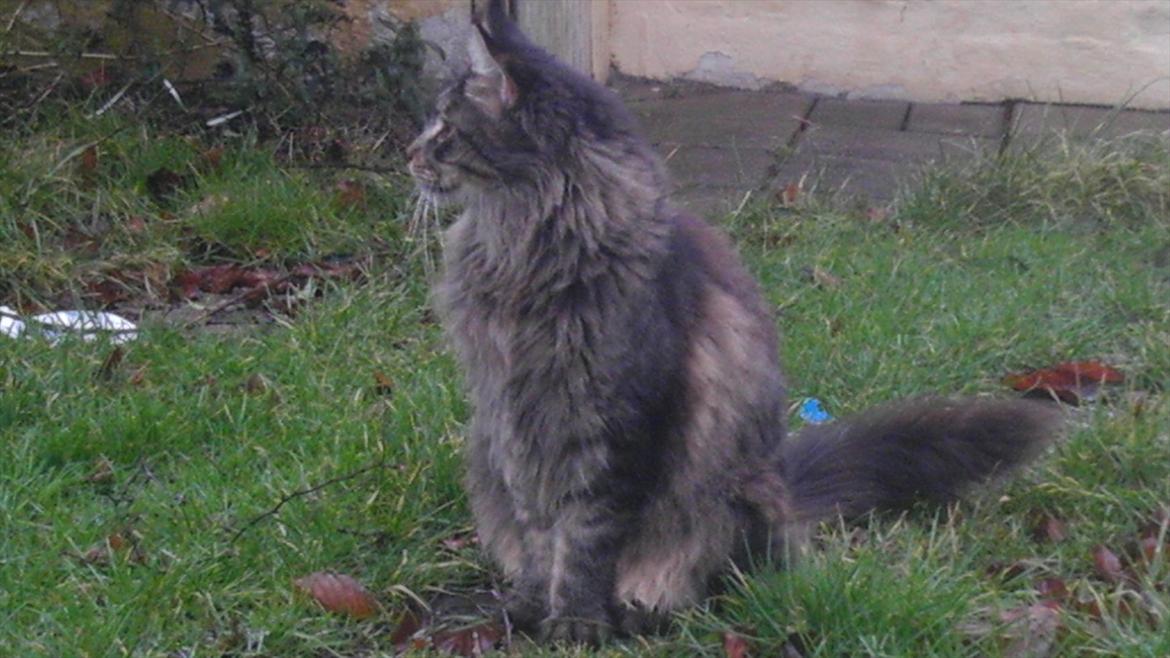 Maine Coon Sam billede 2