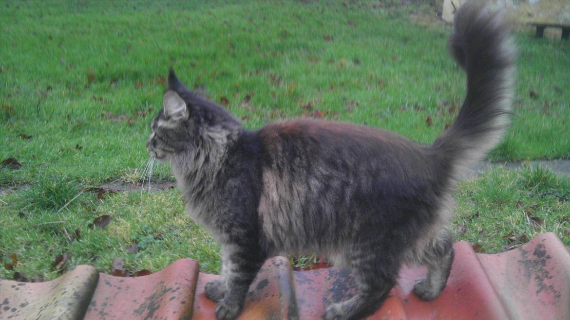 Maine Coon Sam billede 3