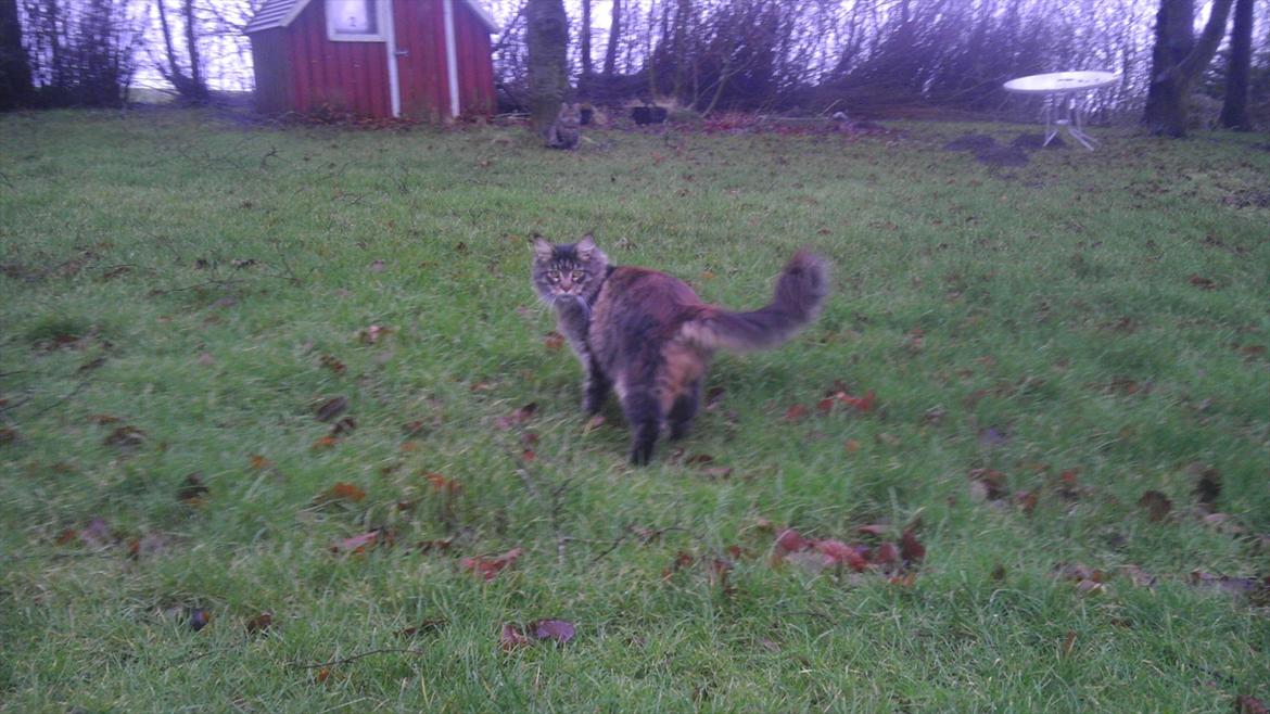 Maine Coon Sam billede 4