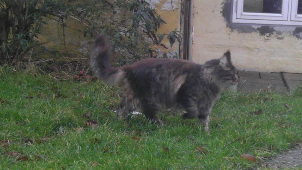 Maine Coon Sam billede 5