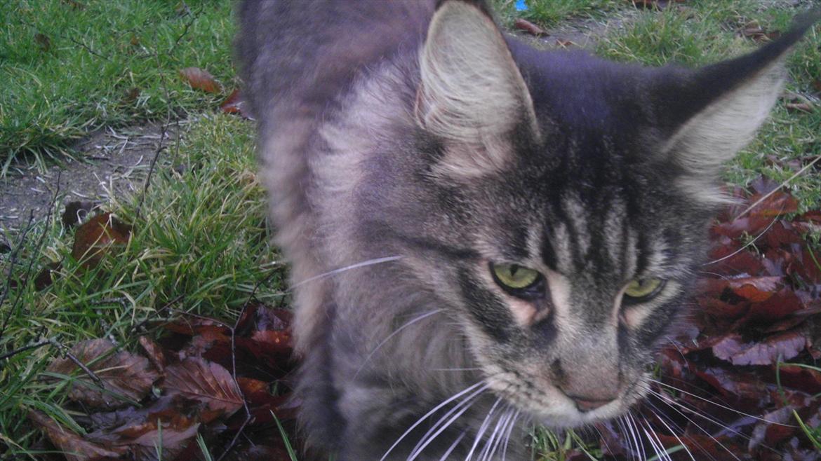 Maine Coon Sam billede 6