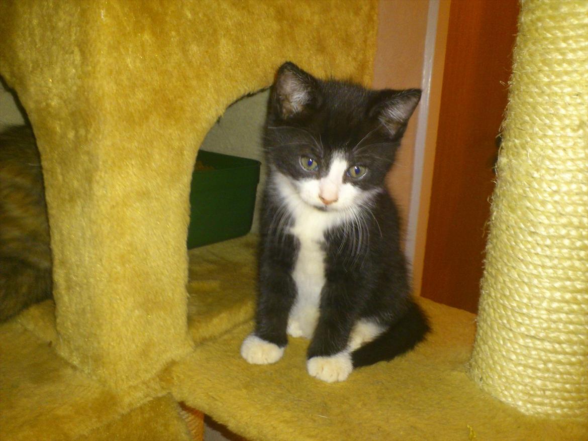 Blanding af racer Elton - Velkommen til Eltons profil :)
Billede taget af opdrætter. billede 1