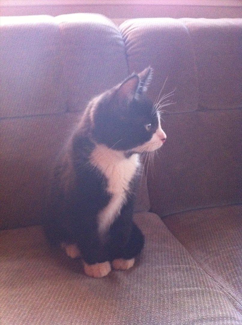 Blanding af racer Elton billede 2