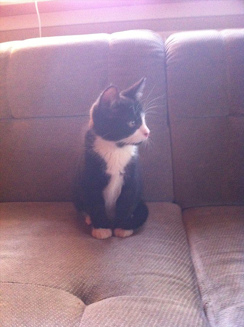 Blanding af racer Elton billede 3