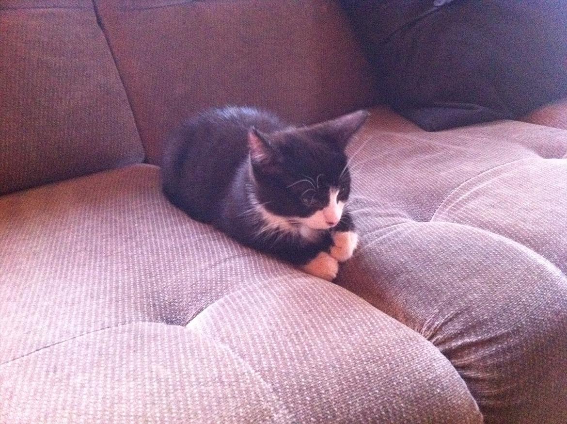 Blanding af racer Elton billede 4