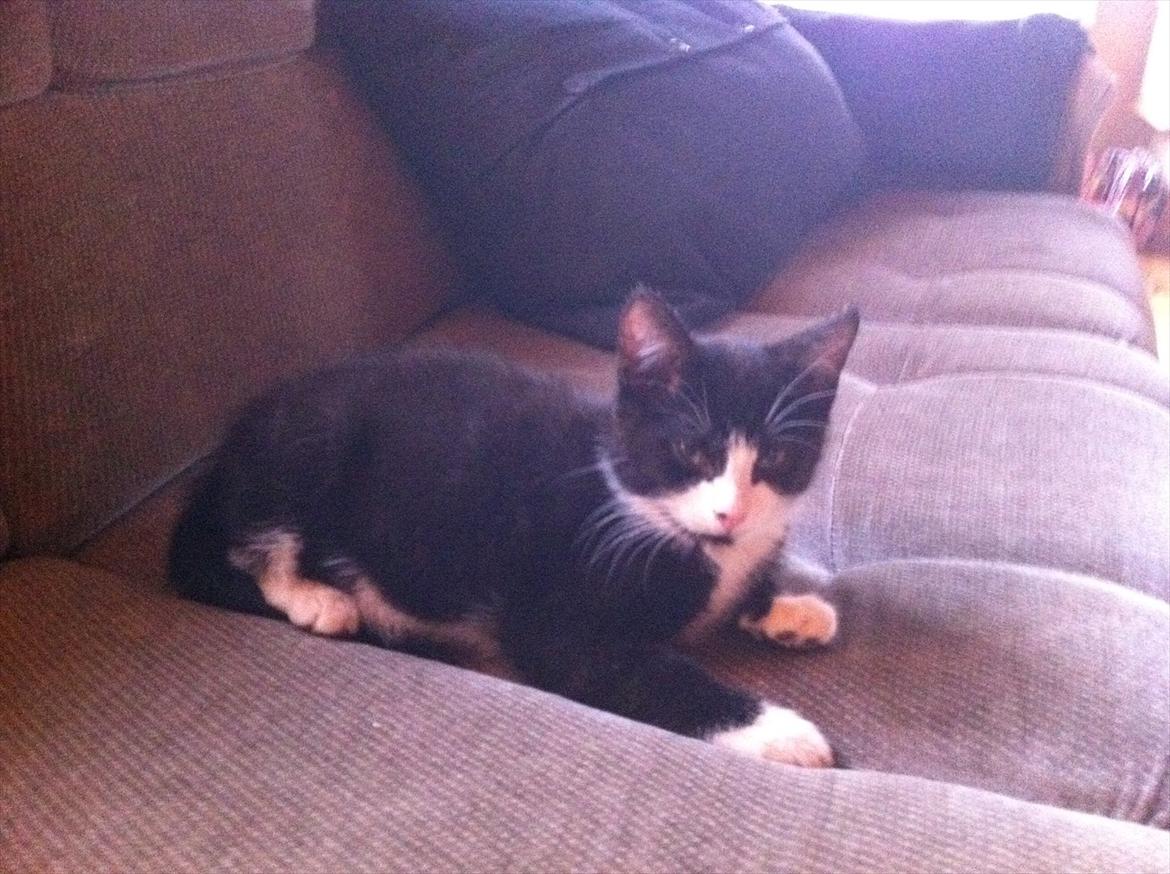 Blanding af racer Elton billede 5