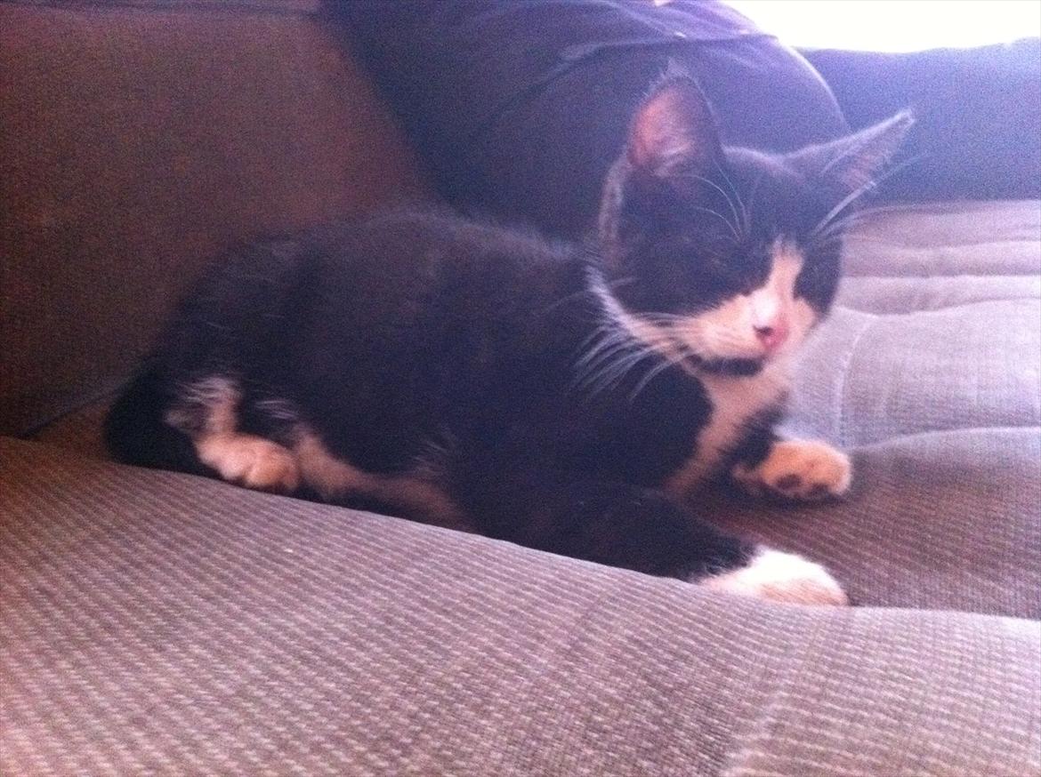 Blanding af racer Elton billede 6