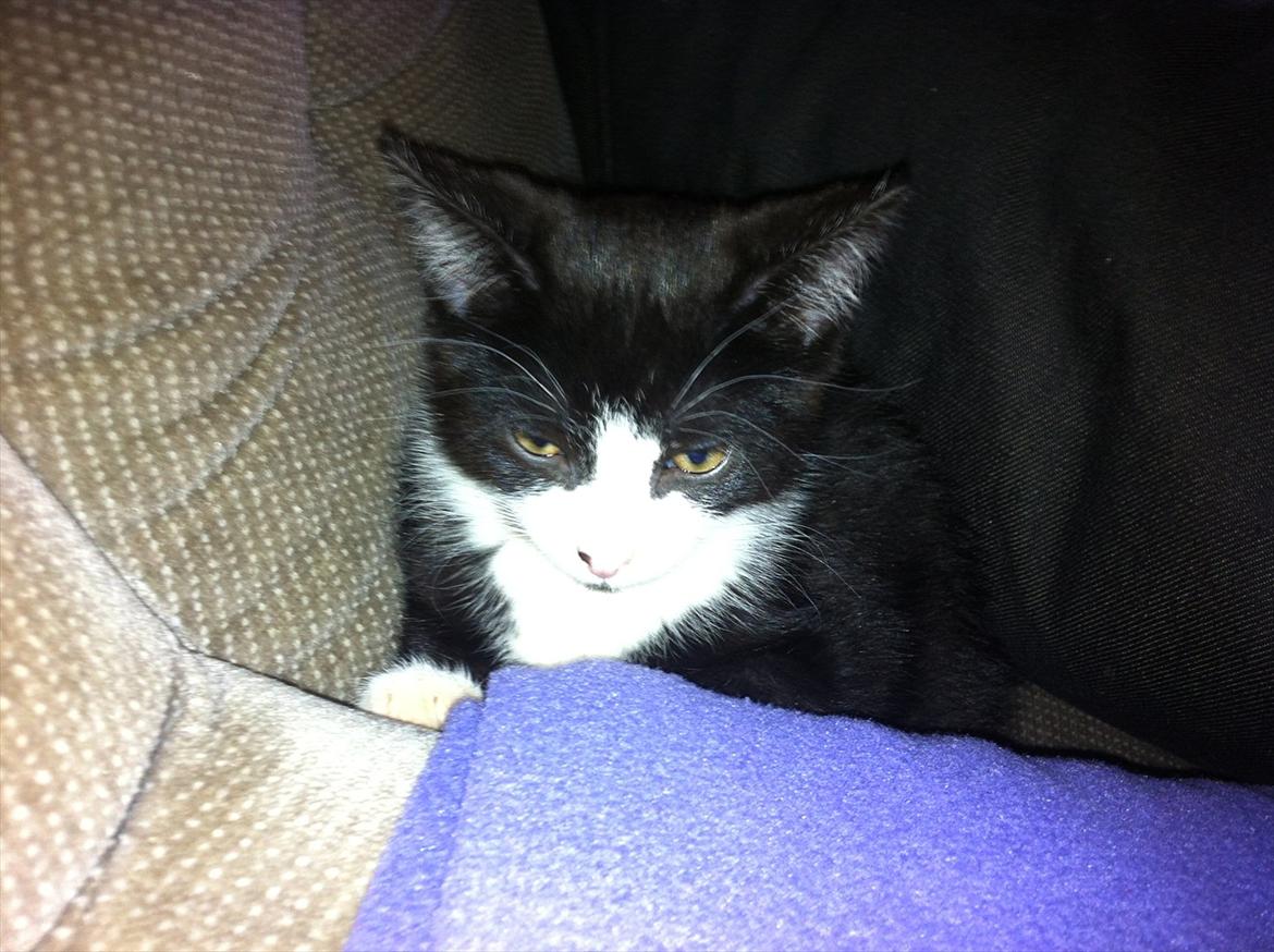 Blanding af racer Elton billede 7