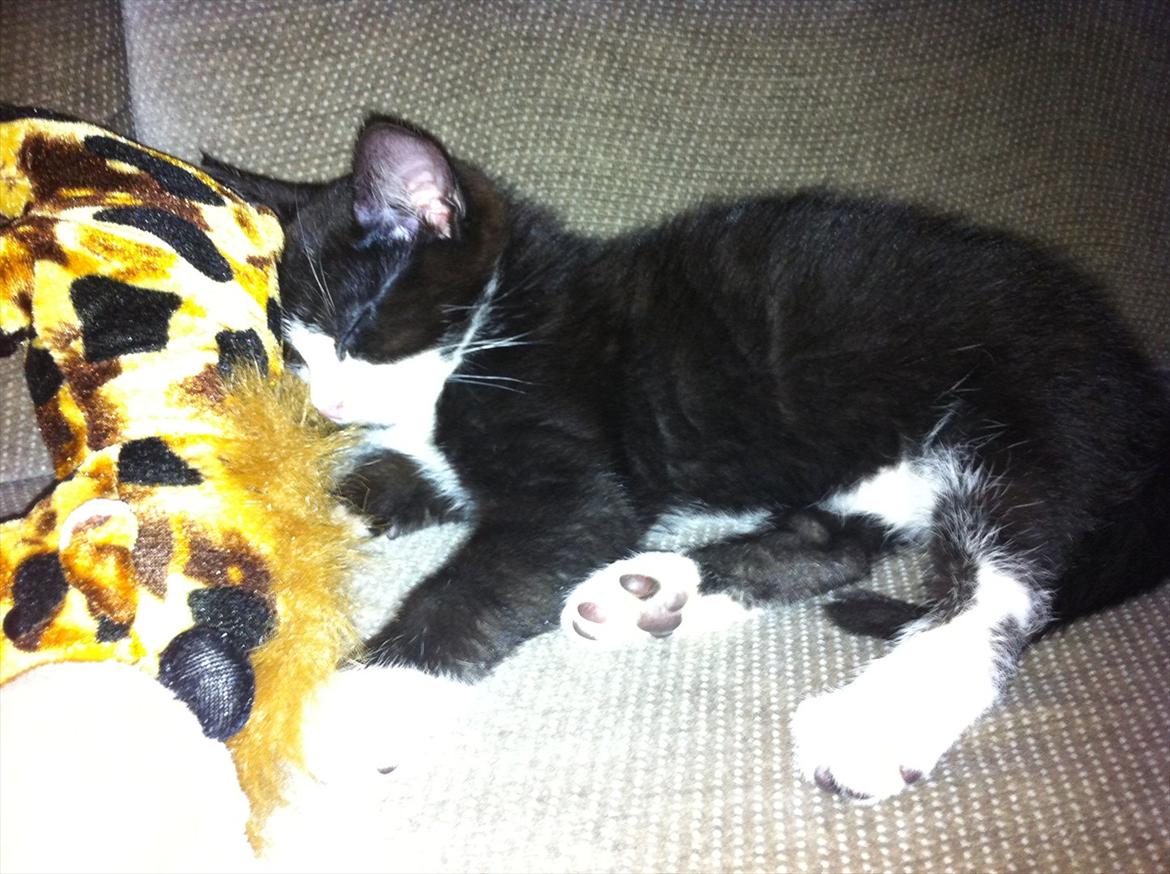 Blanding af racer Elton billede 9