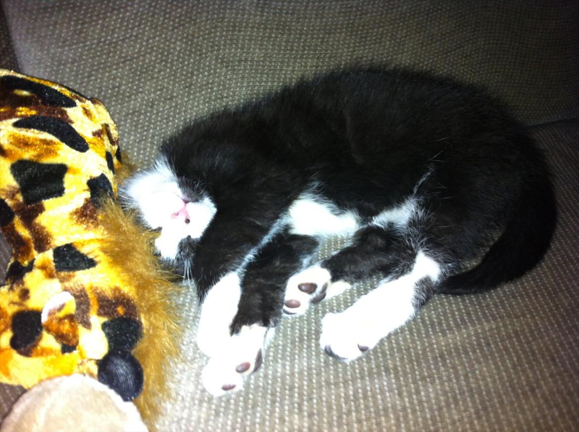 Blanding af racer Elton billede 10