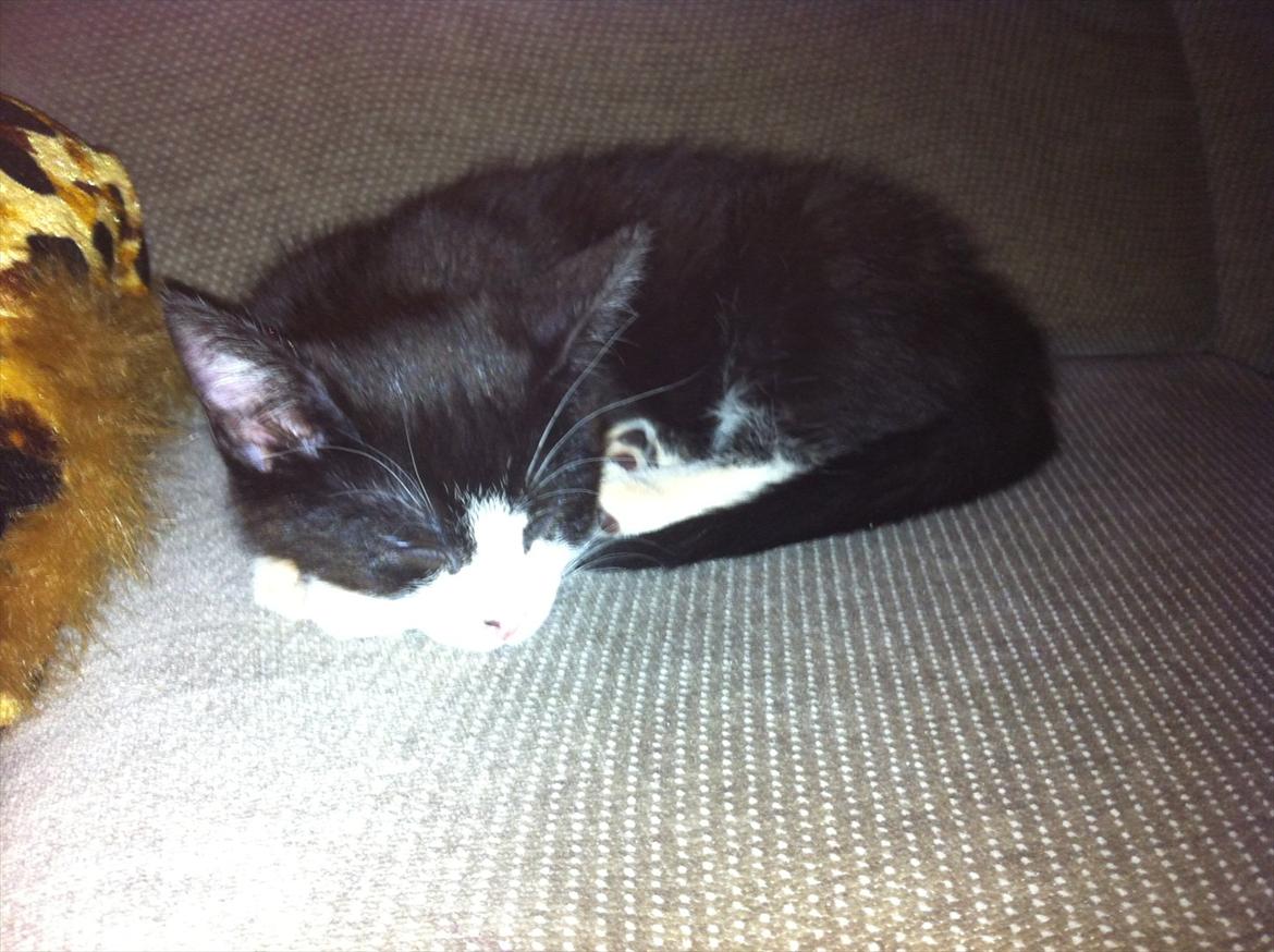 Blanding af racer Elton billede 11