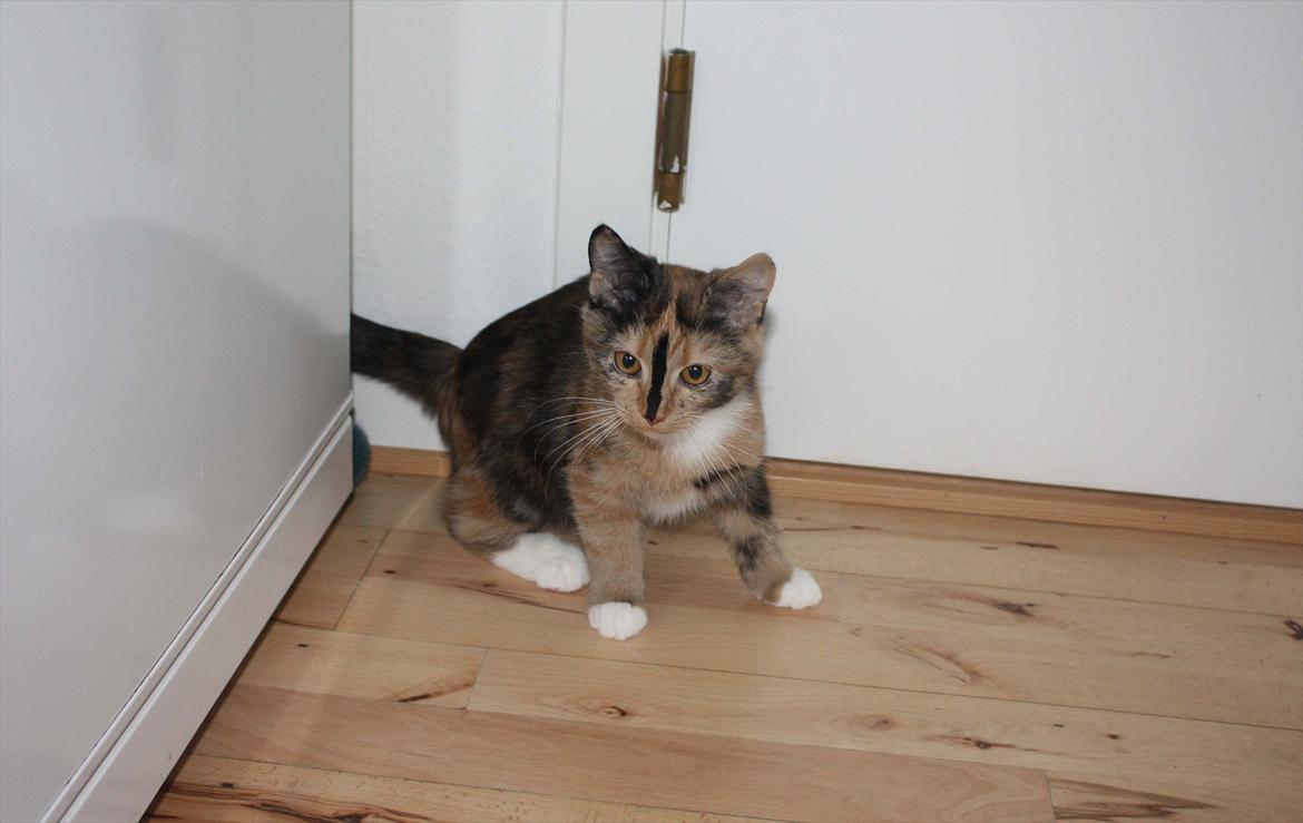 Huskat Sugar billede 2