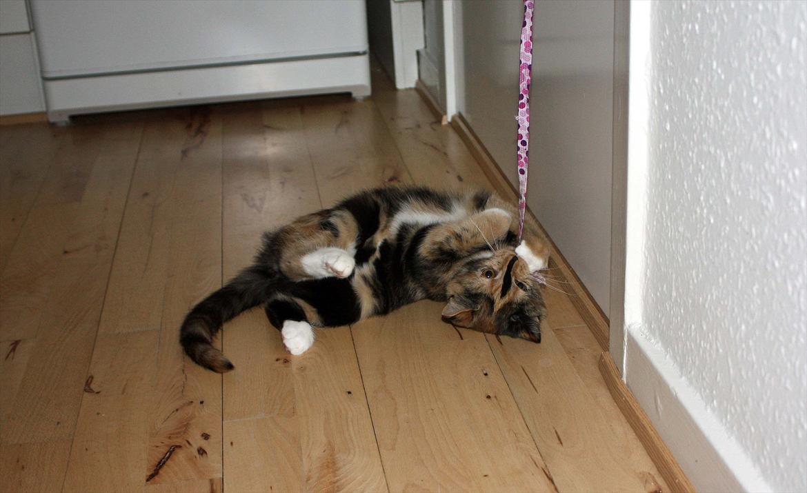 Huskat Sugar - En god ide med snørebånd i dørhåndtaget :D billede 18