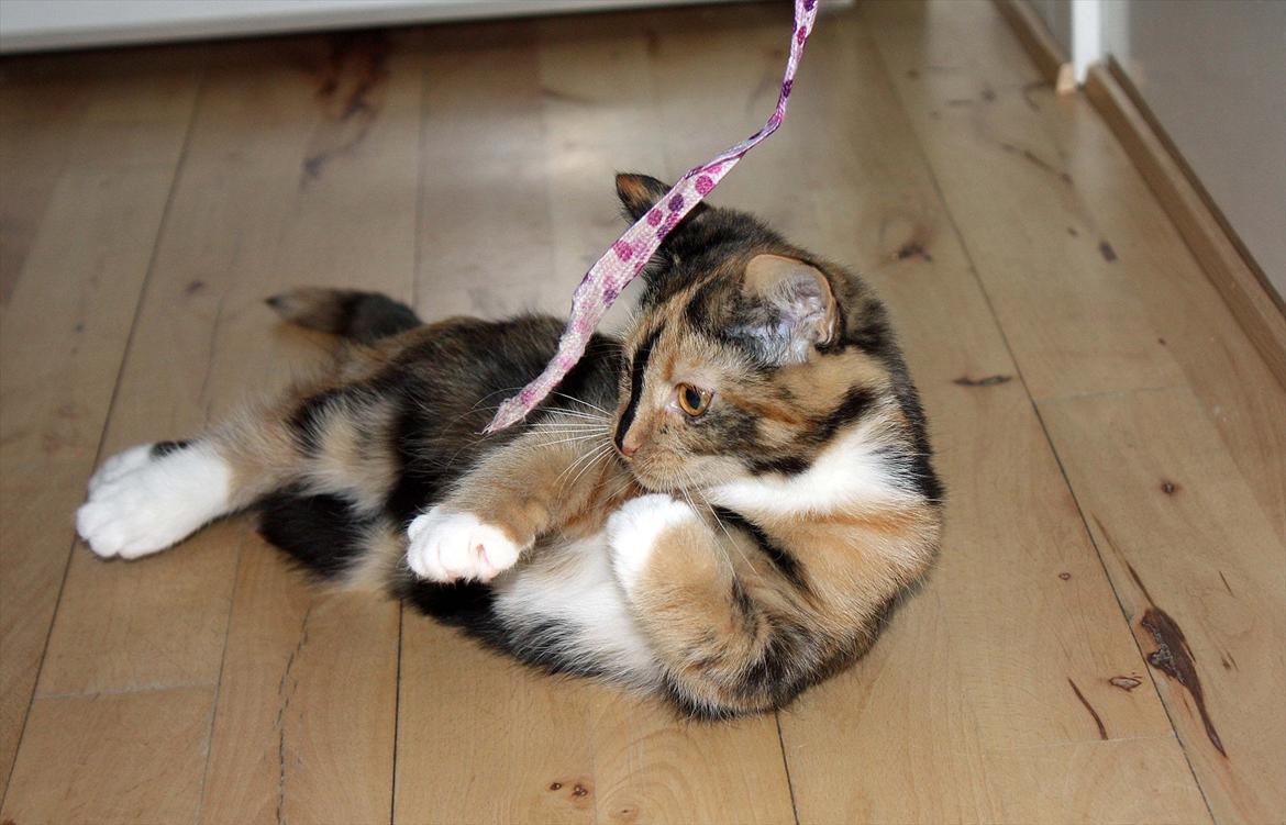 Huskat Sugar billede 19