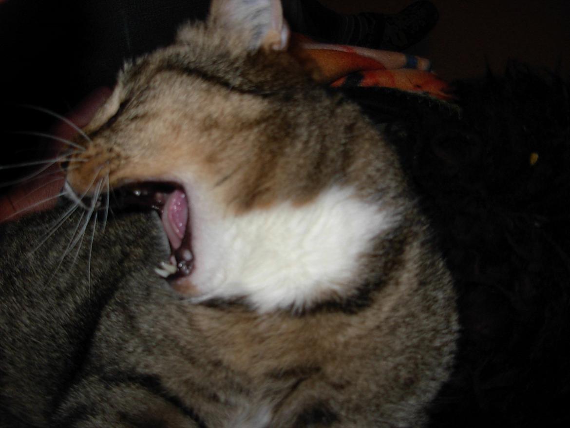 Huskat Sofus<3 R.I.P.<3 - Soffen ;* billede 2