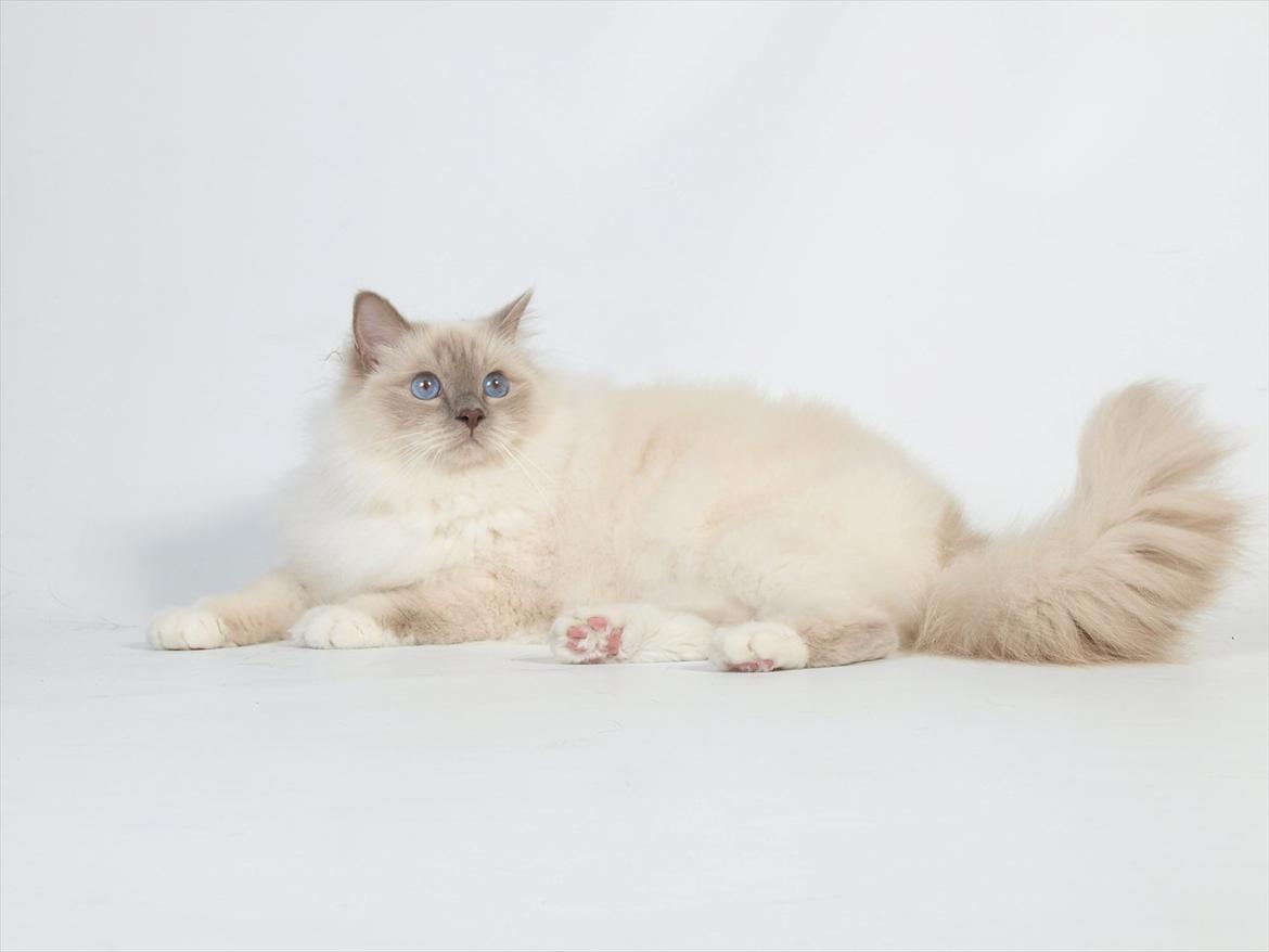 Hellig Birma Con Meo's Tic Tac (Zuma) billede 5