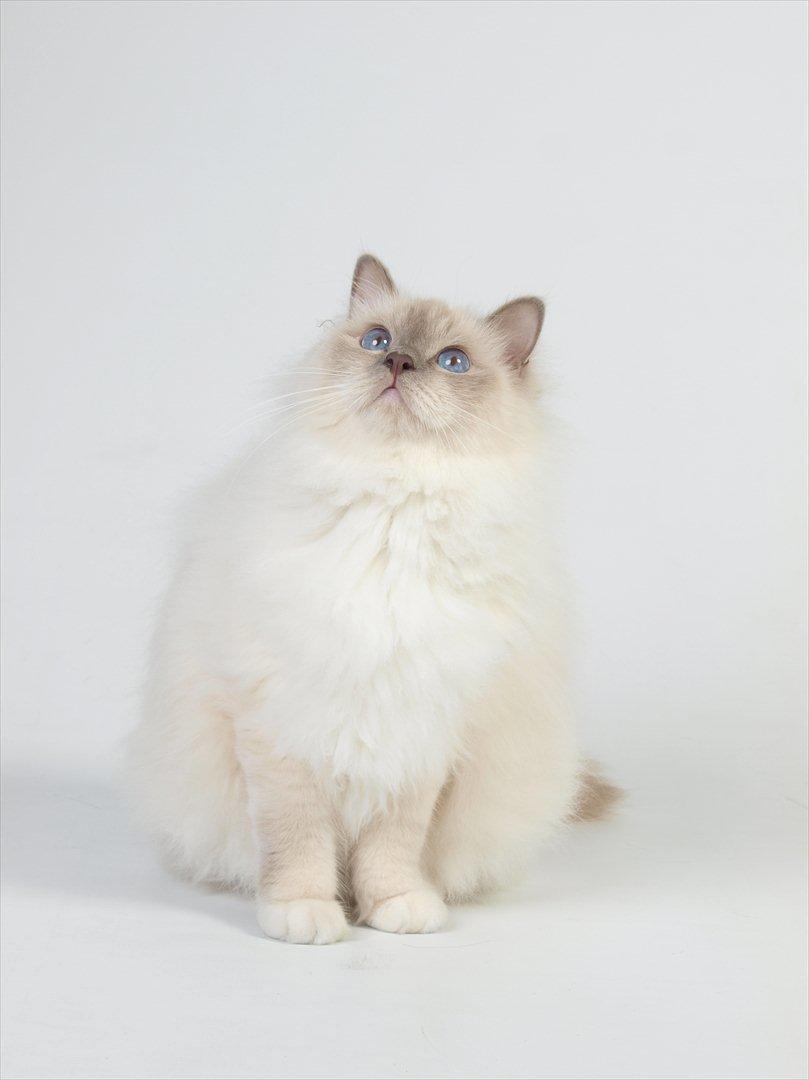 Hellig Birma Con Meo's Tic Tac (Zuma) billede 3