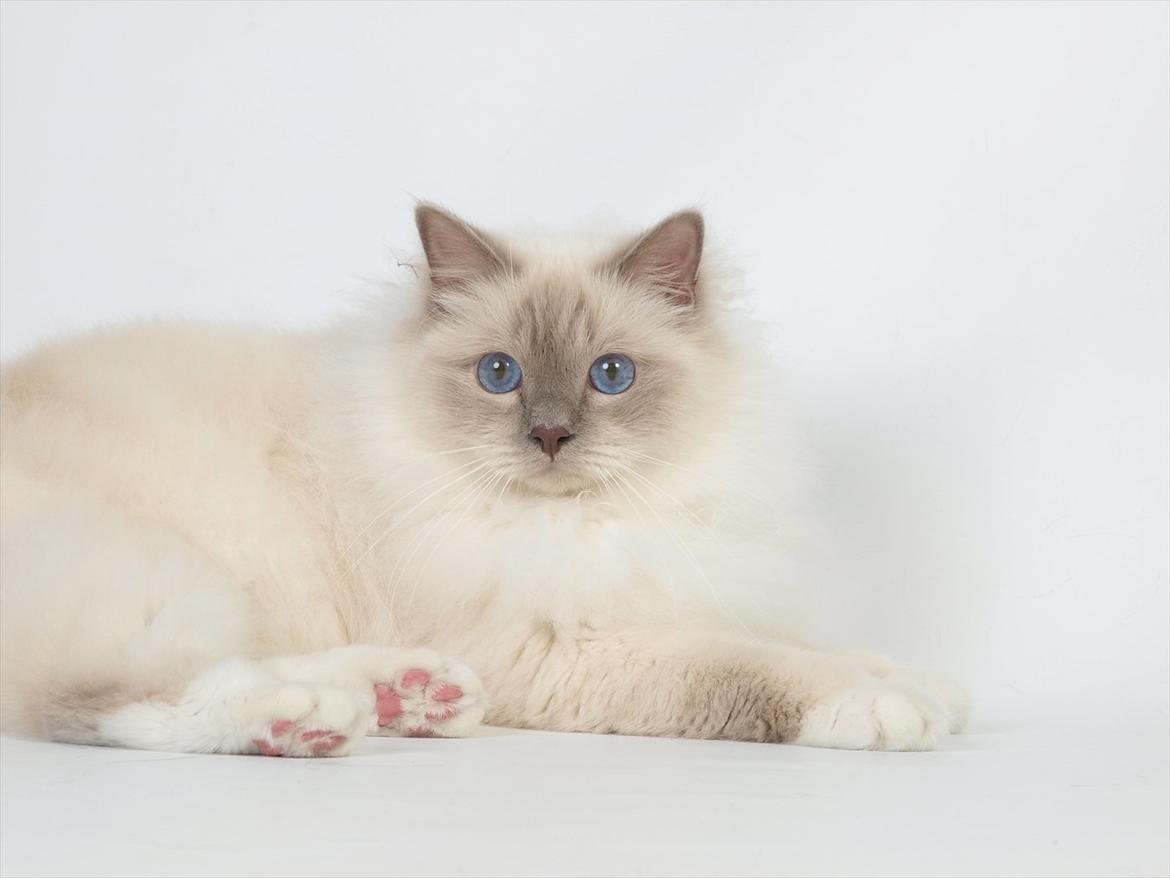 Hellig Birma Con Meo's Tic Tac (Zuma) billede 4