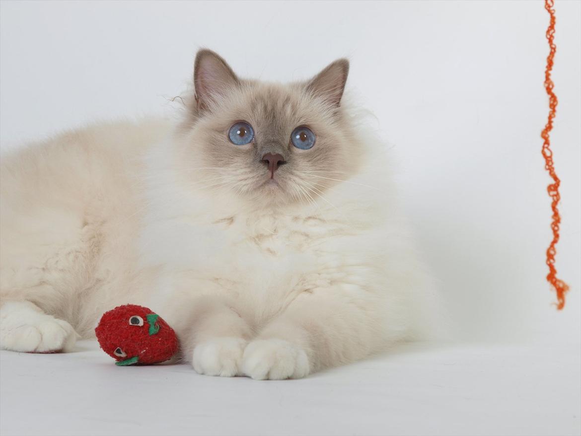 Hellig Birma Con Meo's Tic Tac (Zuma) billede 2