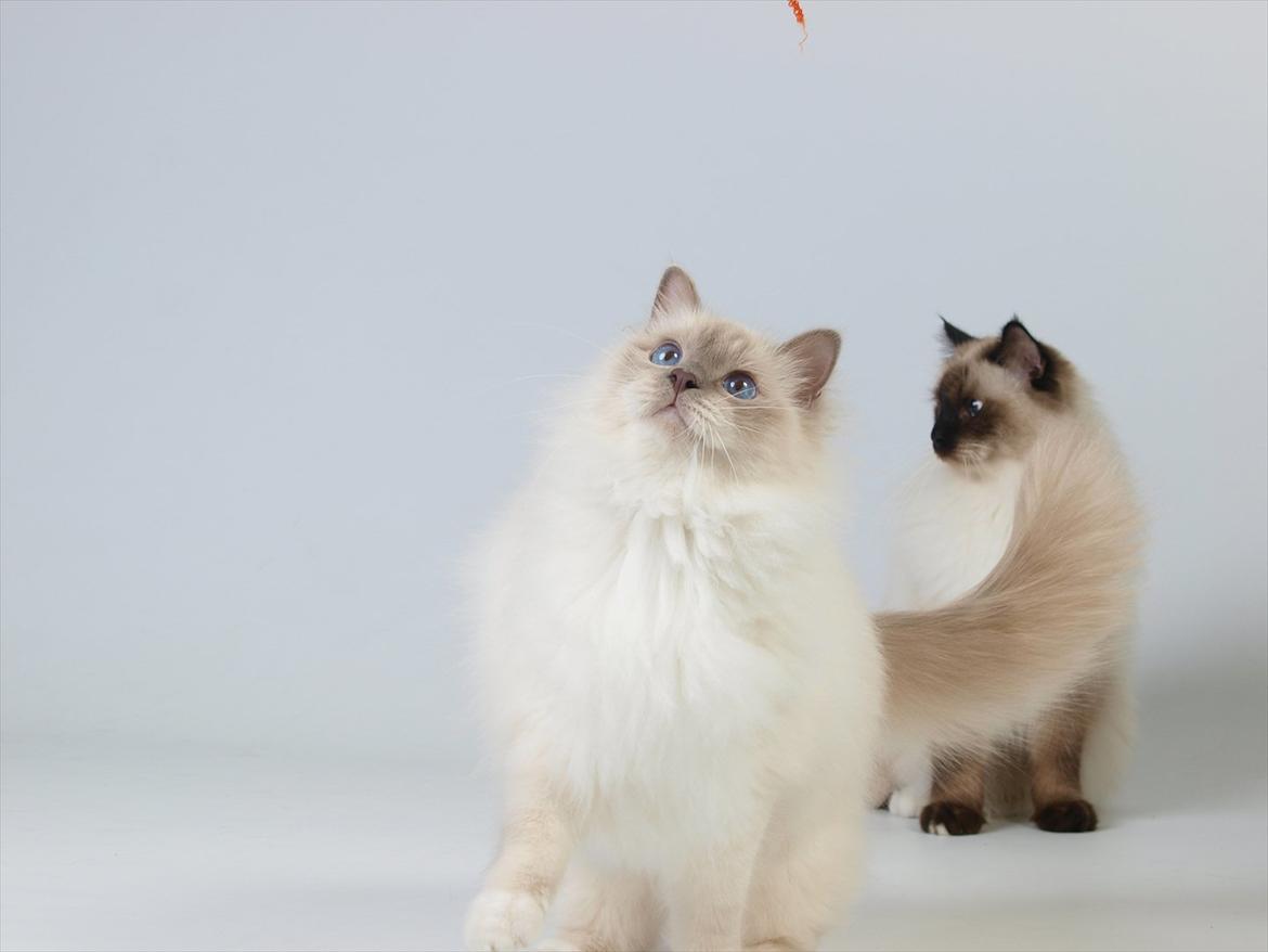 Hellig Birma Con Meo's Tic Tac (Zuma) billede 6